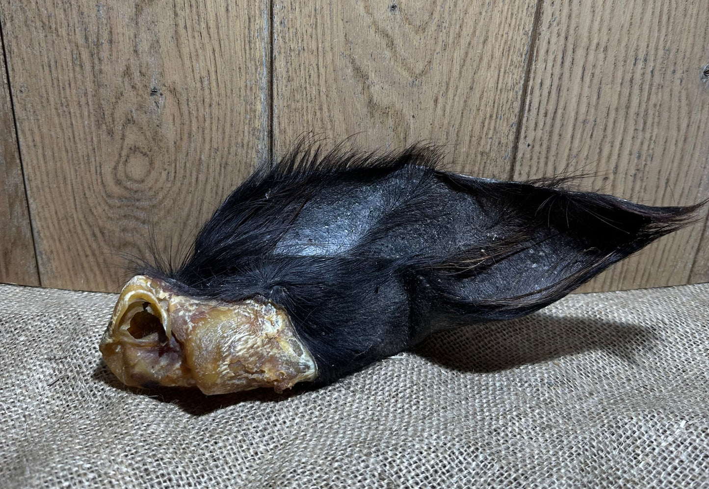 Buffalo Ear